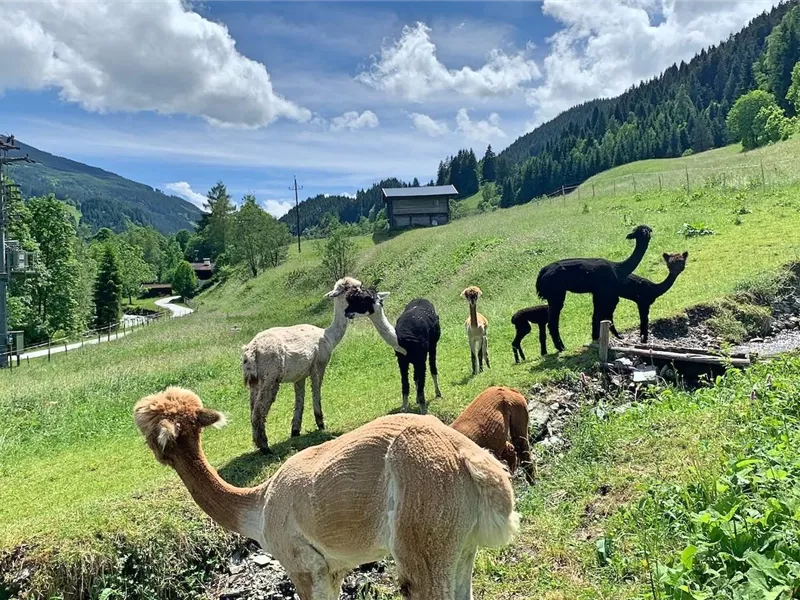 Eine Gruppe von Alpakas steht auf einer grünen Wiese in den Bergen. Der Himmel ist blau mit einigen Wolken und die Landschaft ist ruhig und idyllisch.