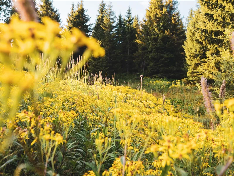 Hahnenkamm Sommer (c) Kitzbühel Tourismus (1).jpg