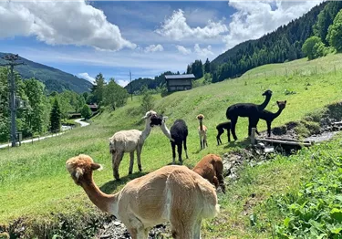 Eine Gruppe von Alpakas steht auf einer grünen Wiese in den Bergen. Der Himmel ist blau mit einigen Wolken und die Landschaft ist ruhig und idyllisch.