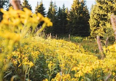 Hahnenkamm Sommer (c) Kitzbühel Tourismus (1).jpg